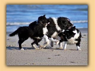 Hunde am Strand (5).jpg